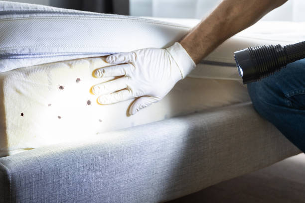 Best Flea Control Services  in Pleasant Hill, MS